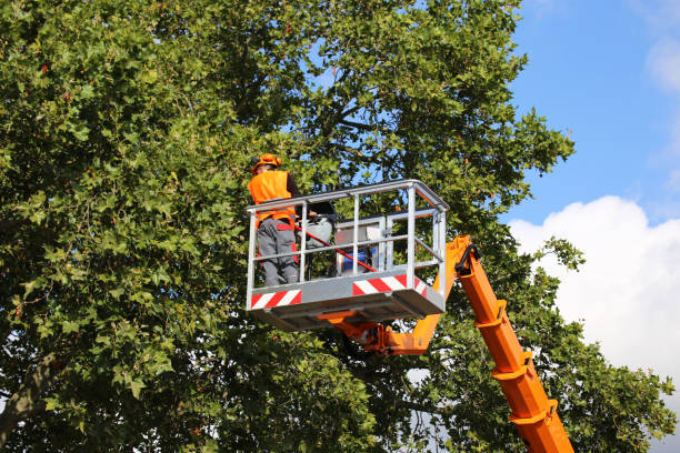 Best Tree Cabling and Bracing  in Ripon, CA